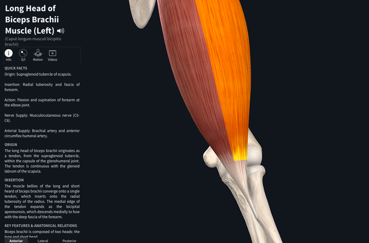 distal biceps tendon – 1a/10 Small St, Hampton , 3188